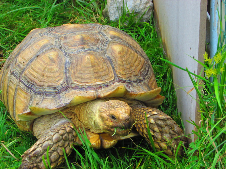 turtle on a family-owned farm in Block Island